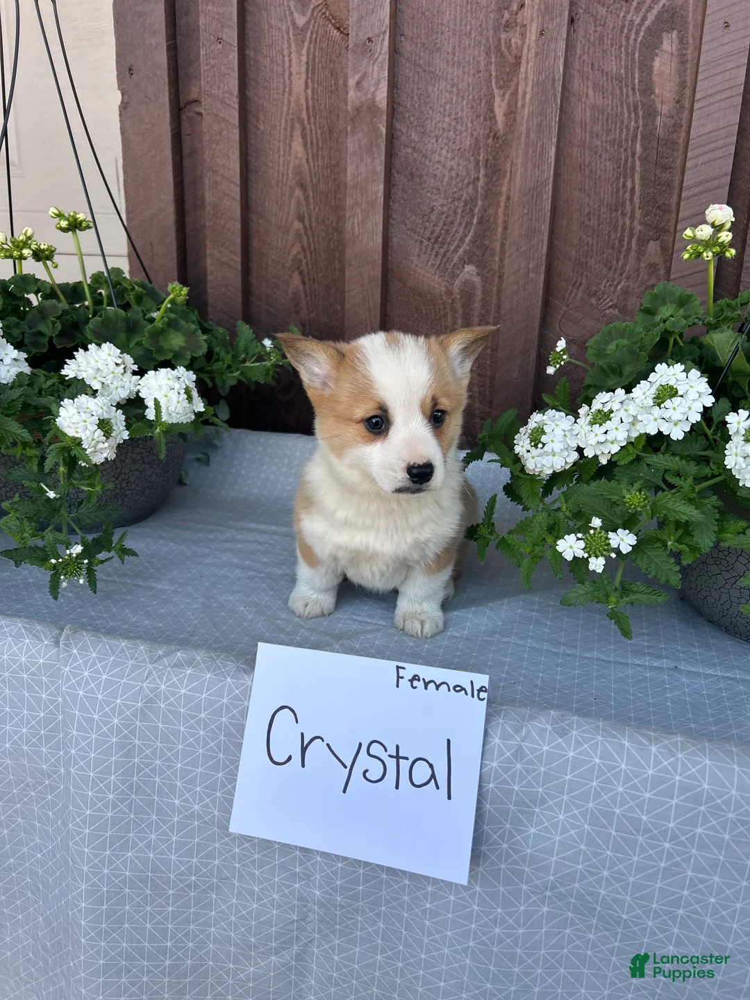 Welsh Corgi Pembroke dogs for sale: Crystal - Ad 1