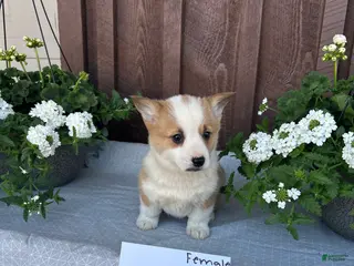 Welsh Corgi Pembroke dogs Crystal - Ad 16