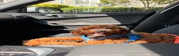 Miniature Poodle dogs for sale: Miniature Poodle 1 - Ad 4