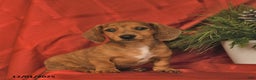 Miniature Dachshund dogs for sale: Frosty  - Ad 4