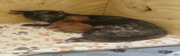 Mixed Breed dogs for sale: Little Man - Ad 6