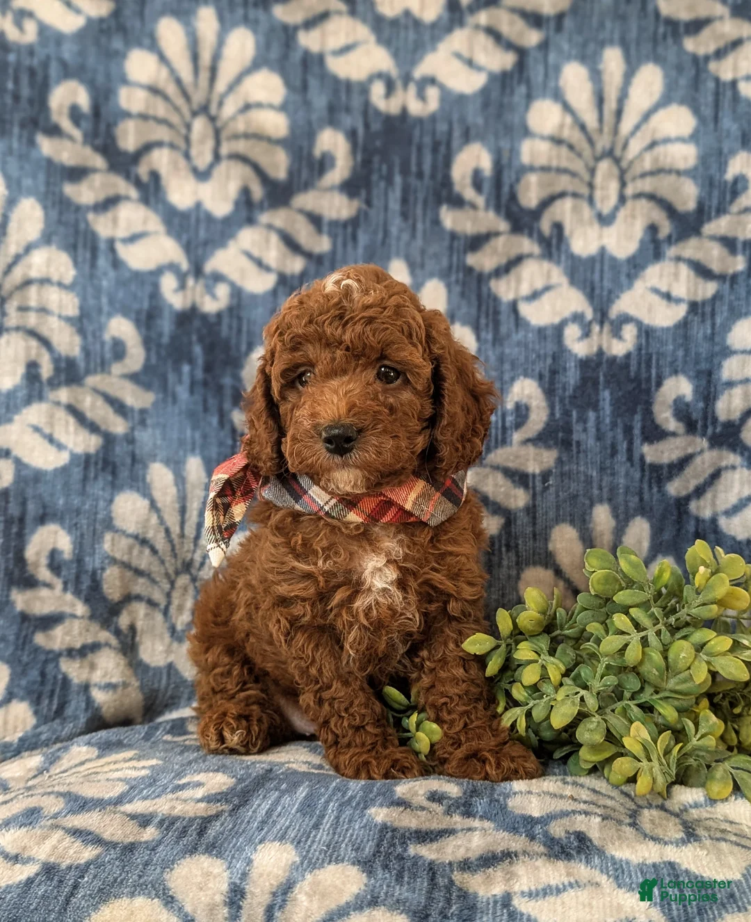 Miniature Poodle dogs for sale: Dameon 10 lbs Full Grown - Ad 3