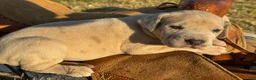 Great Dane dogs for sale: Liv - Ad 1
