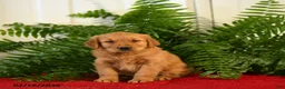 Golden Retriever dogs for sale: Landy - Ad 2