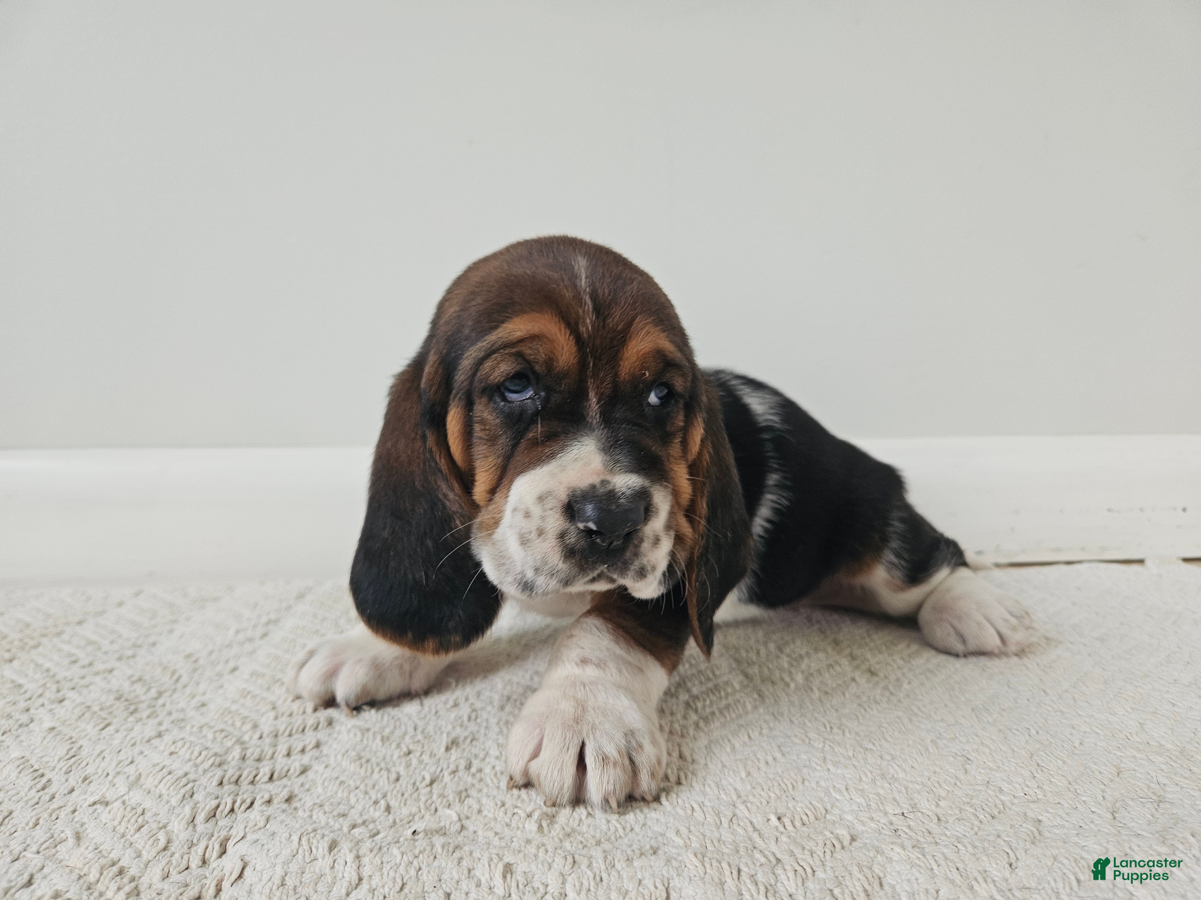 Basset Hound dogs Duke - Ad 1
