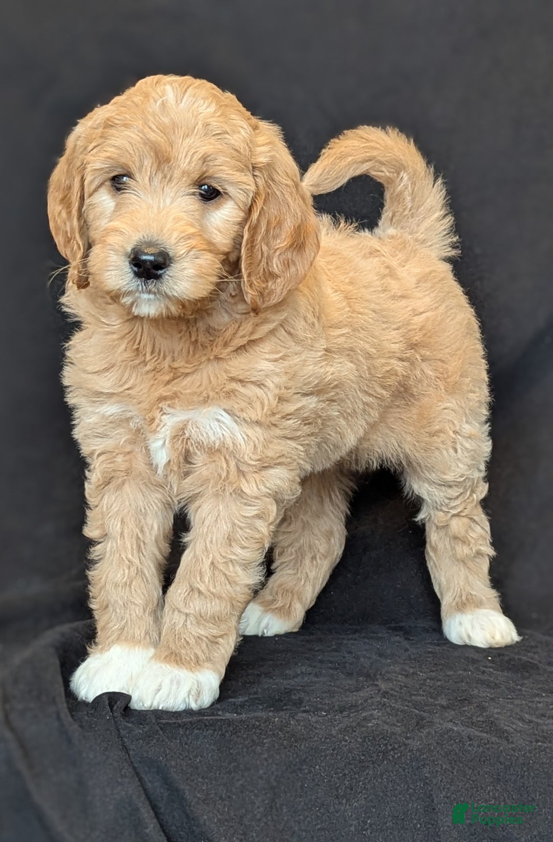 Goldendoodle dogs for sale: Lainey  - Ad 1