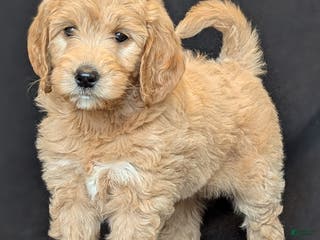 Goldendoodle dogs Lainey - Ad 22