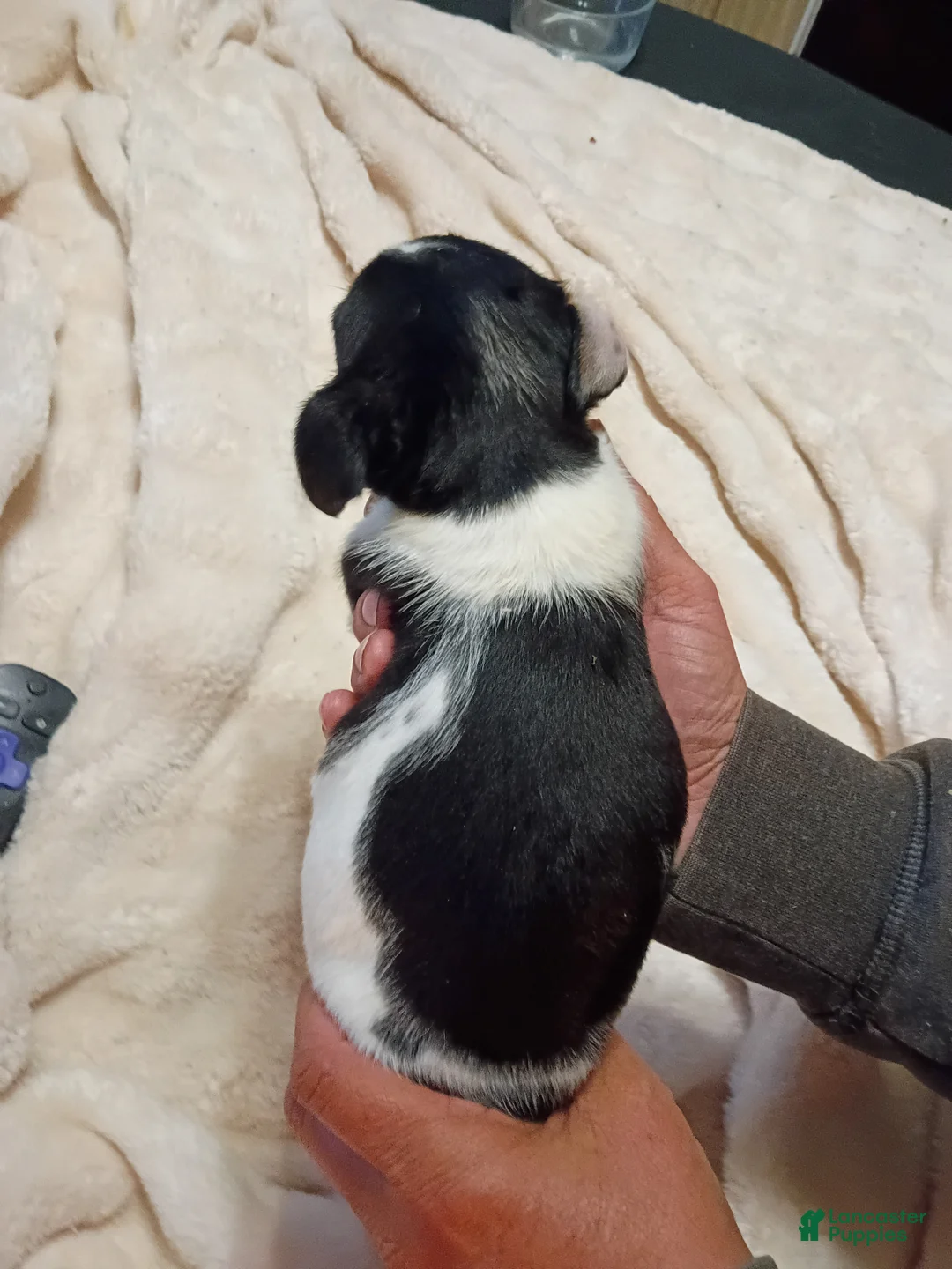 Chihuahua dogs for sale: Chihuahua 2 - Ad 2