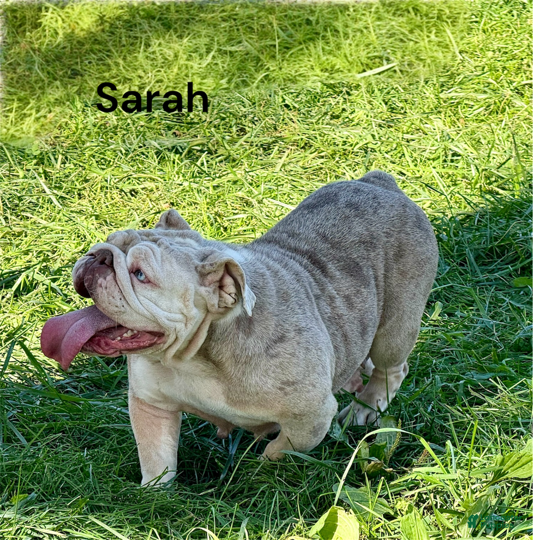 English Bulldog dogs for sale: Sage - Ad 5