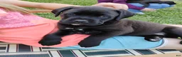 Mixed Breed dogs for sale: Taki - Ad 2