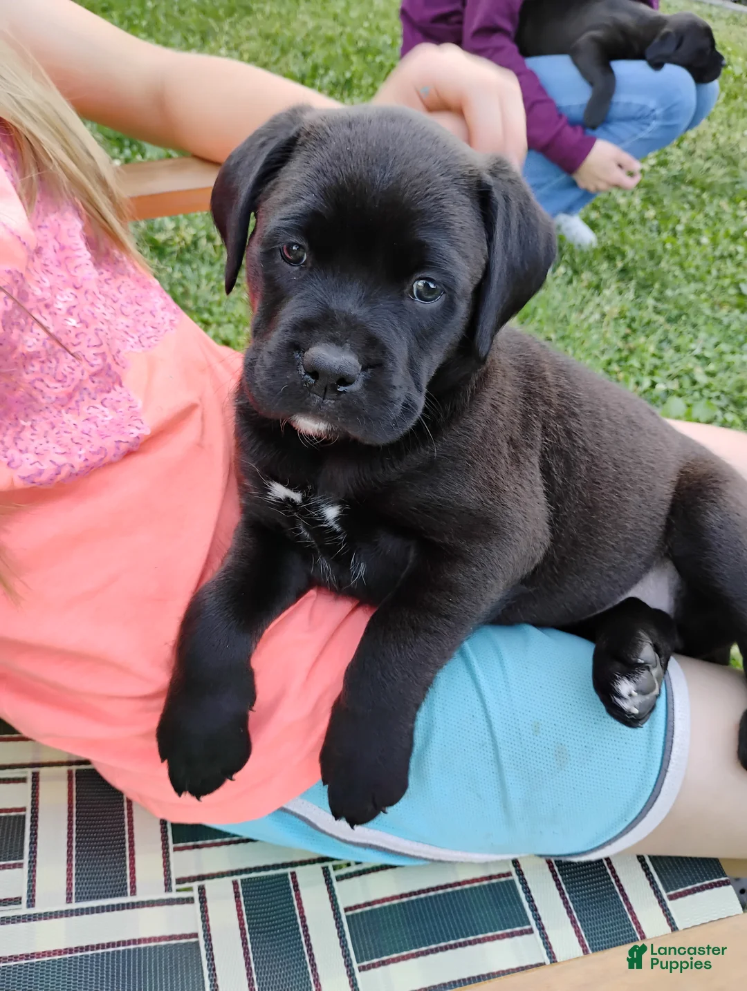 Mixed Breed dogs for sale: Taki - Ad 2