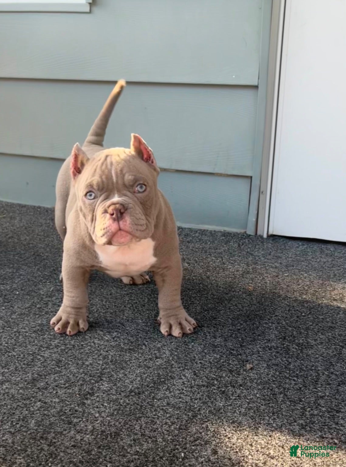 American Bully dogs American Bully 1 - Ad 39