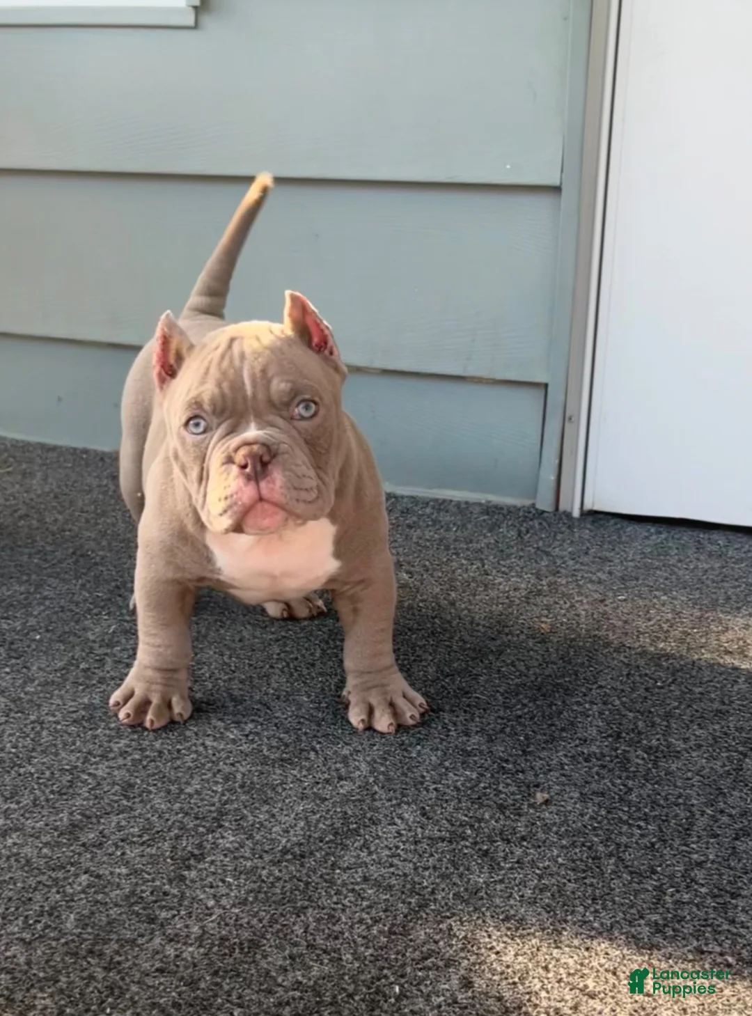 American Bully dogs for sale: American Bully 1 - Ad 1