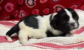 Shih Tzu dogs Hagar - Ad 16