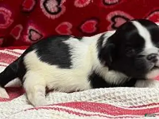 Shih Tzu dogs Hagar - Ad 4