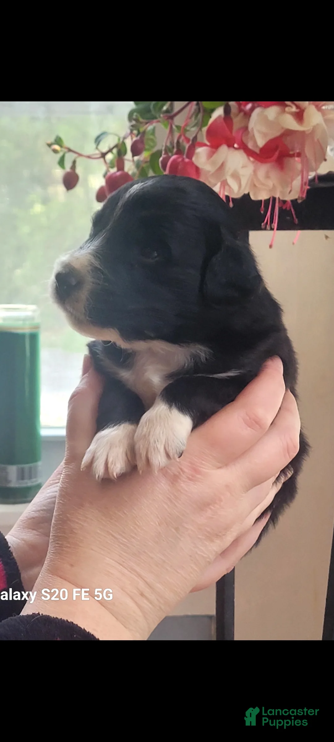 Australian Shepherd dogs for sale: Australian Shepherd Puppy 1 - Ad 2
