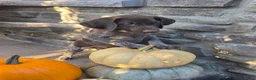 German Shorthaired Pointer dogs for sale: Griffin  - Ad 3