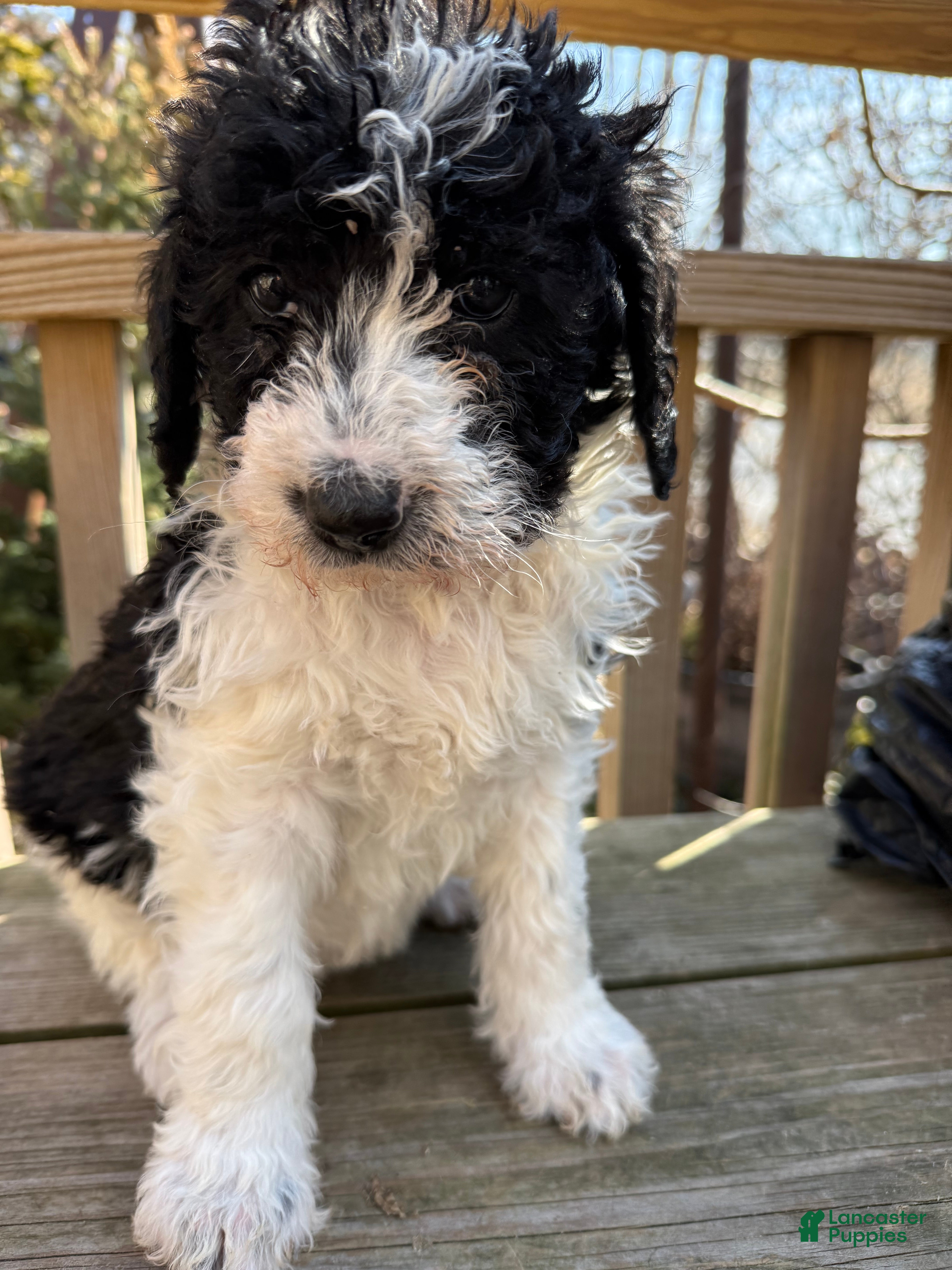 Mixed Breed dogs Sarah - Ad 1