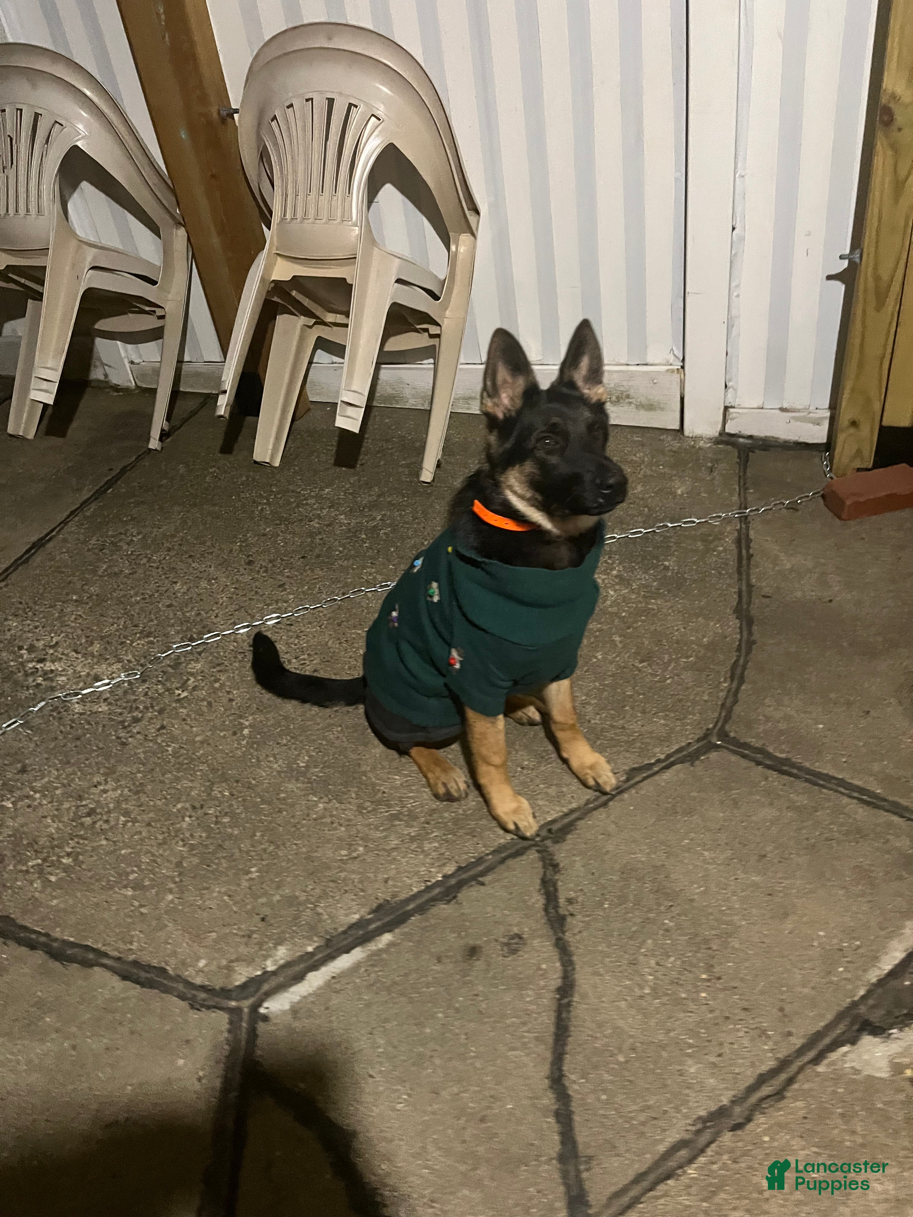 German Shepherd dogs for sale: German Shepherd Puppy 1 - Ad 1