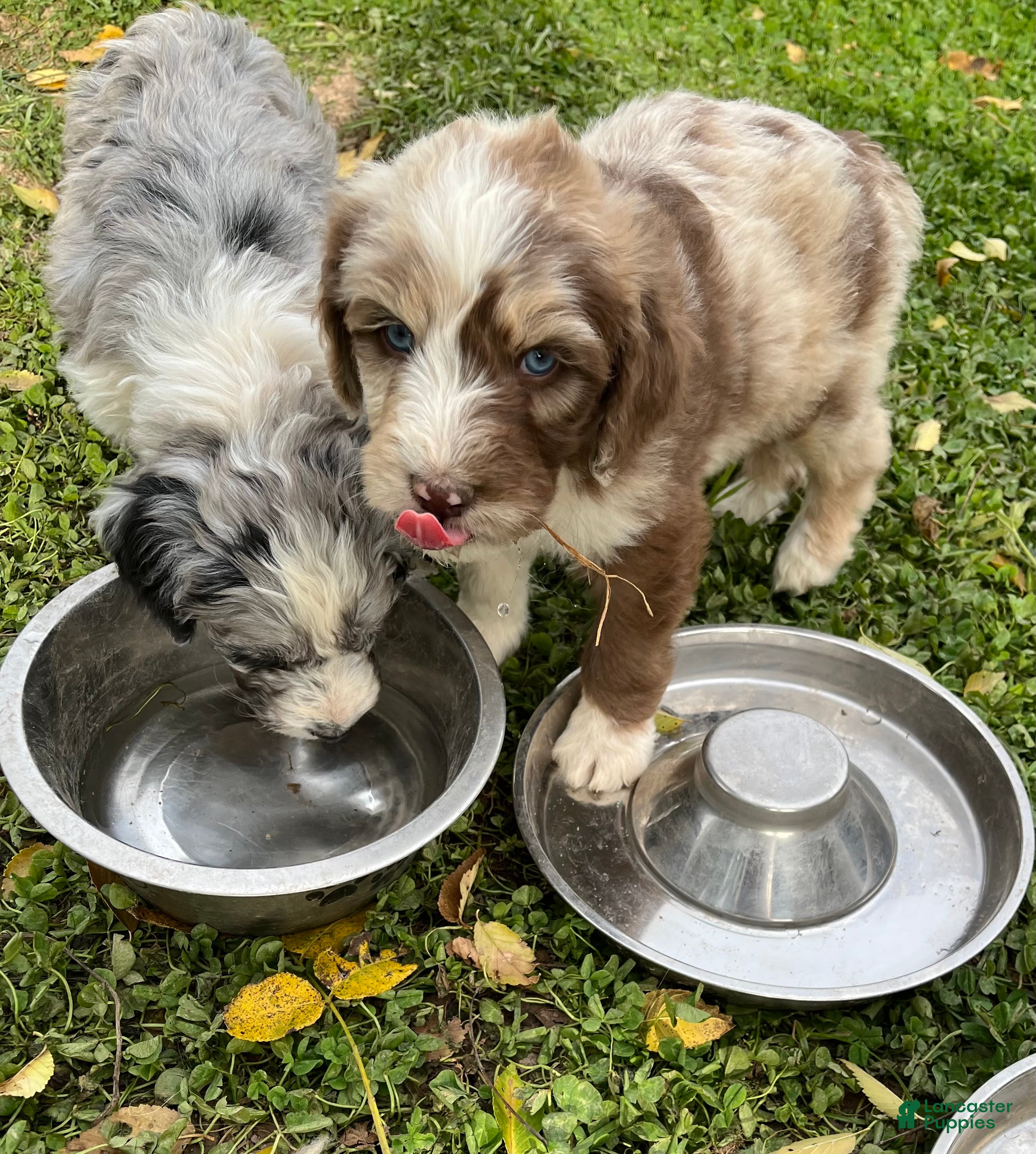 Aussiedoodle dogs for sale: Chadwick  - Ad 1