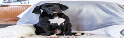 Great Dane dogs for sale: Noel - Ad 9