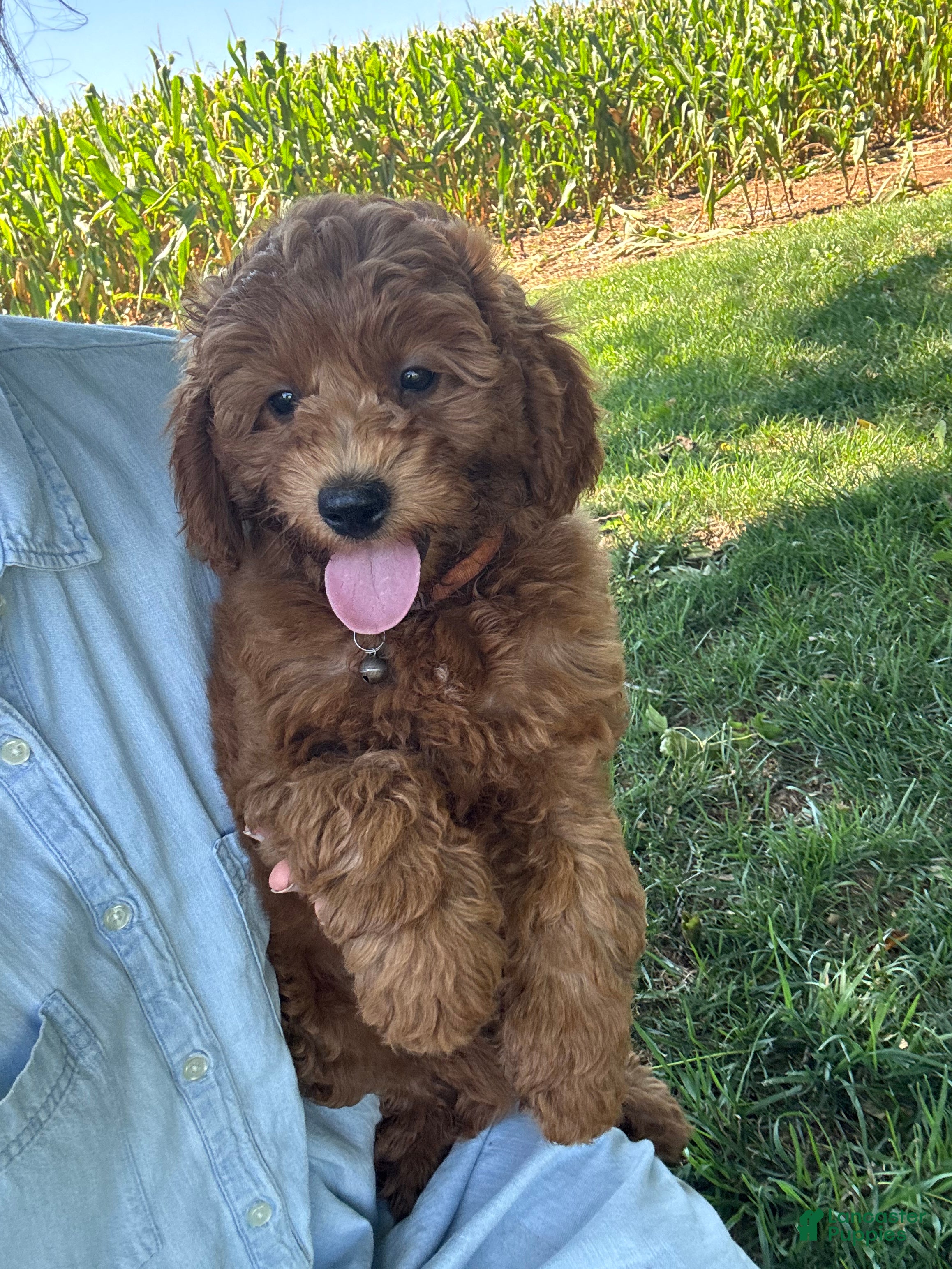 Mini Goldendoodle dogs Luna - Ad 1