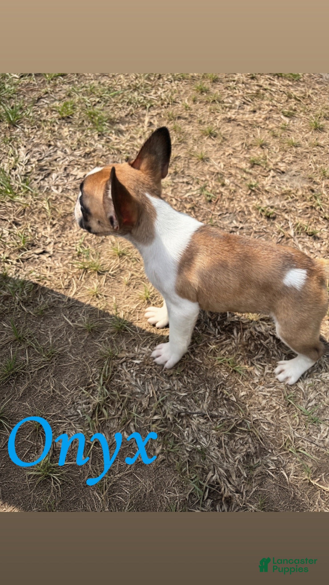 French Bulldog dogs French Bulldog 2 - Ad 17