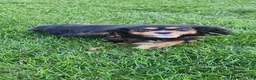 Cavalier King Charles Spaniel dogs for sale: MilkyWay - Ad 7