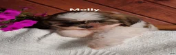 Shih Tzu dogs for sale: Molly  - Ad 5