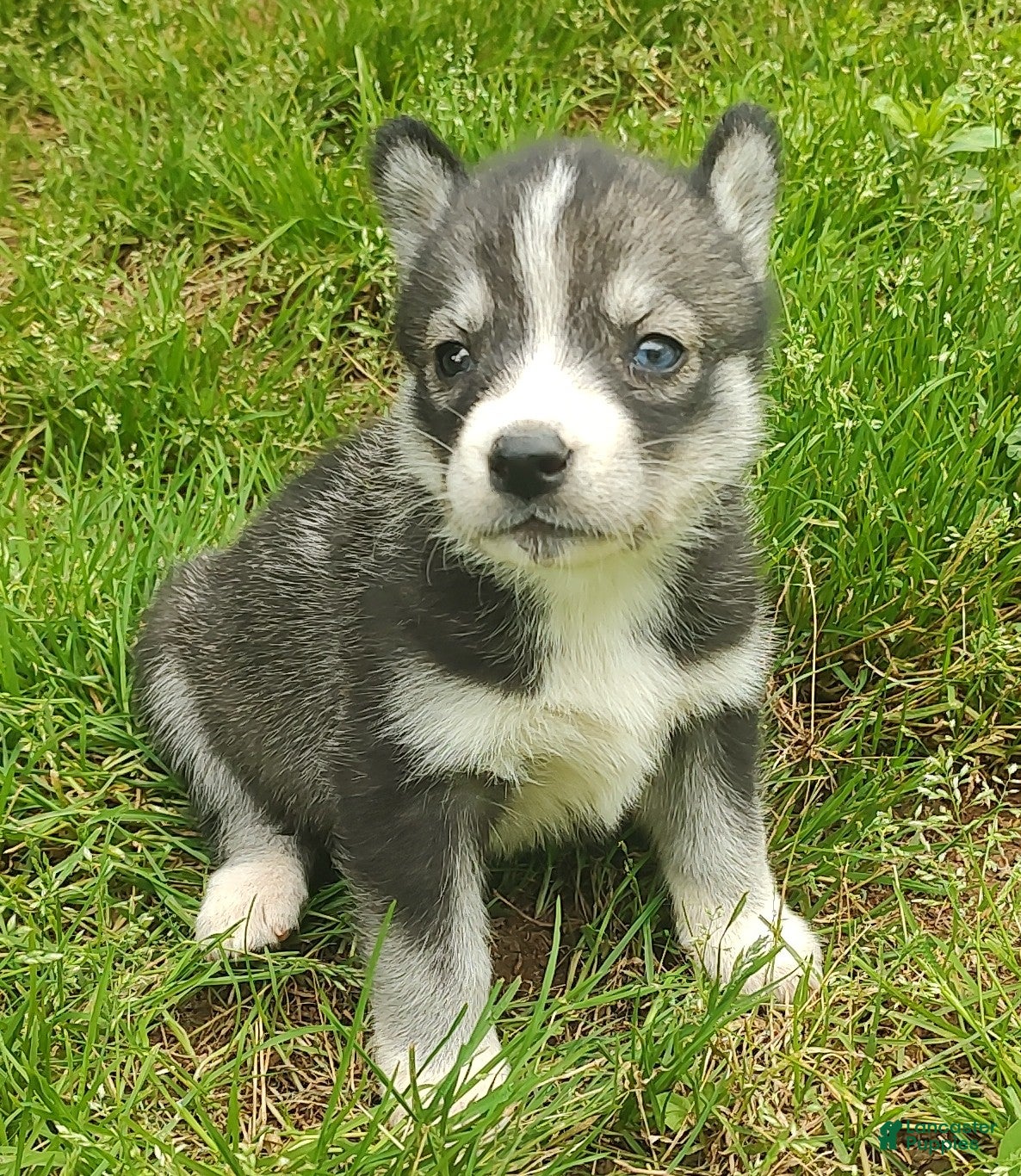 Siberian Husky dogs Sonya's female 3 - Ad 22