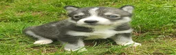 Siberian Husky dogs for sale: Sonya's female 3 - Ad 7