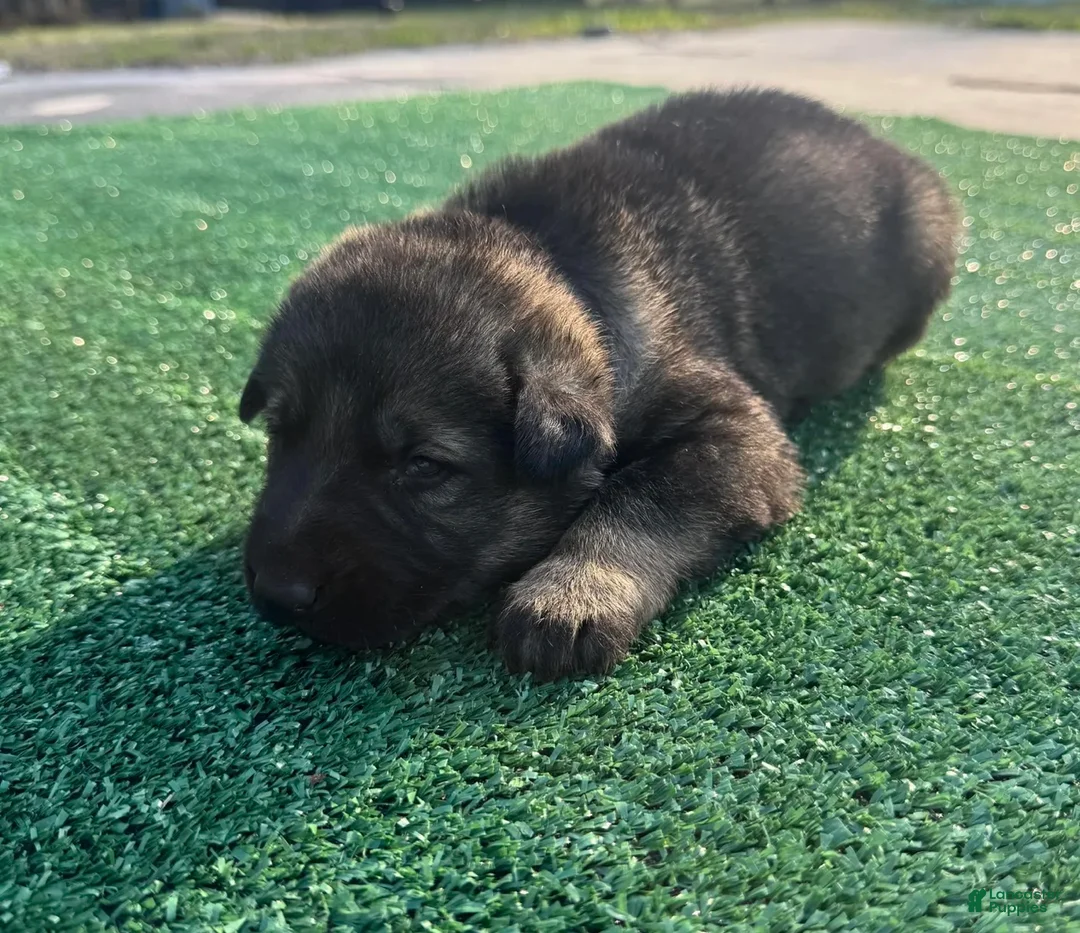 German Shepherd dogs for sale: German Shepherd Grey - Ad 2