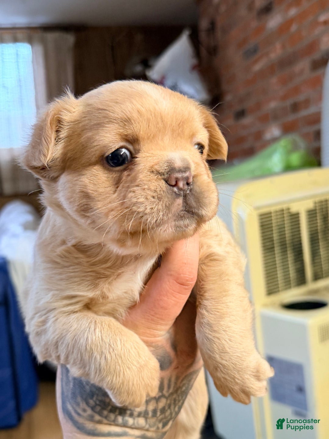 French Bulldog dogs for sale: French Bulldog Puppy 1 - Ad 5