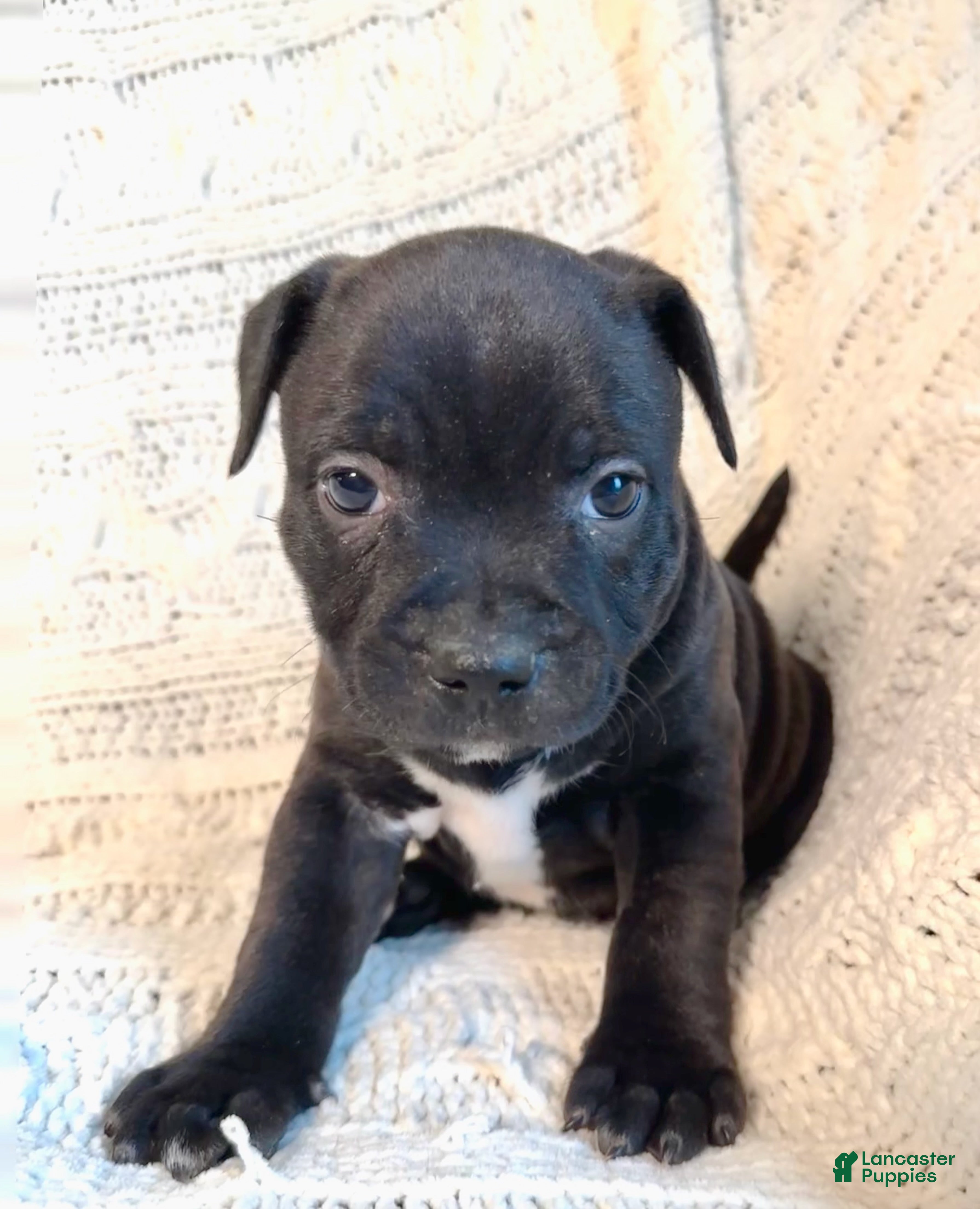 Staffordshire Bull Terrier dogs Staffordshire Bull Terrier Puppy 7 - Ad 1