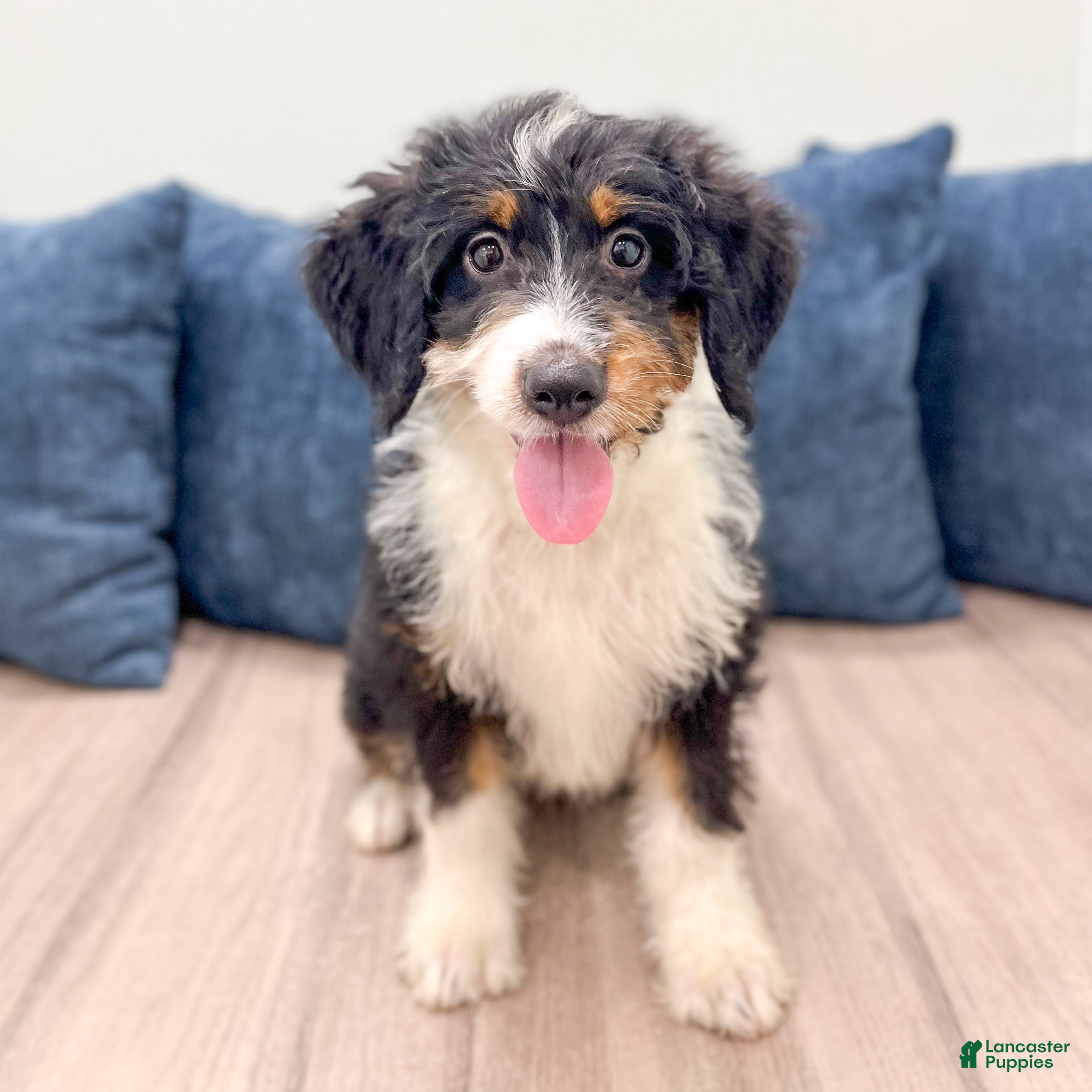 Mini Bernedoodle dogs Rosie - New Video - Ad 1