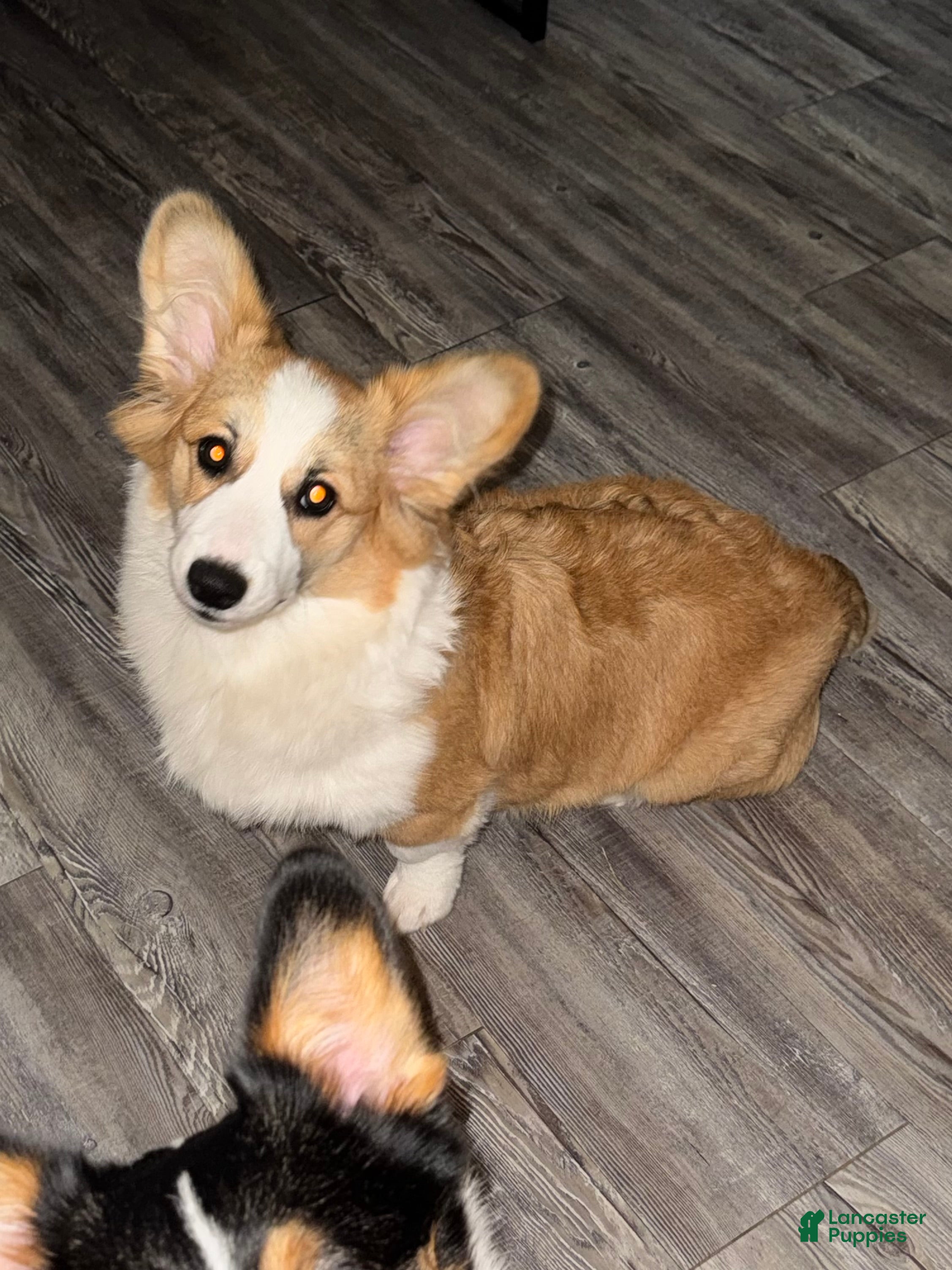 Welsh Corgi Pembroke dogs Welsh Corgi Pembroke Puppy 1 - Ad 7