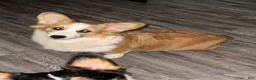 Welsh Corgi Pembroke dogs for sale: Welsh Corgi Pembroke Puppy 1 - Ad 1