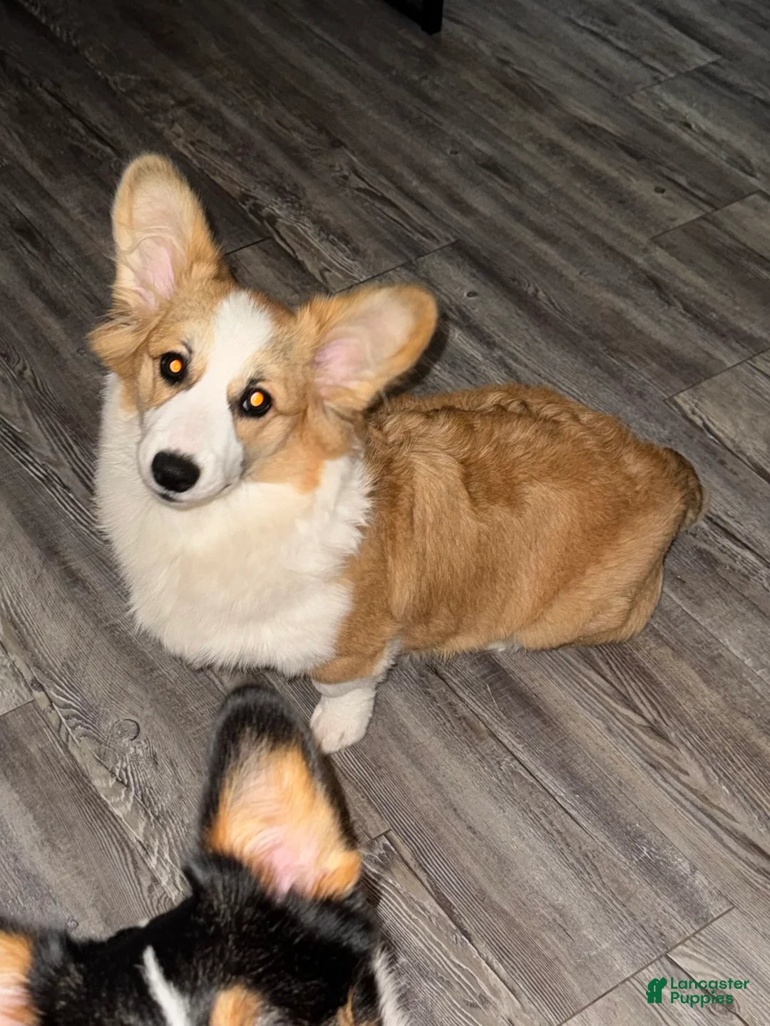 Welsh Corgi Pembroke dogs for sale: Welsh Corgi Pembroke Puppy 1 - Ad 1