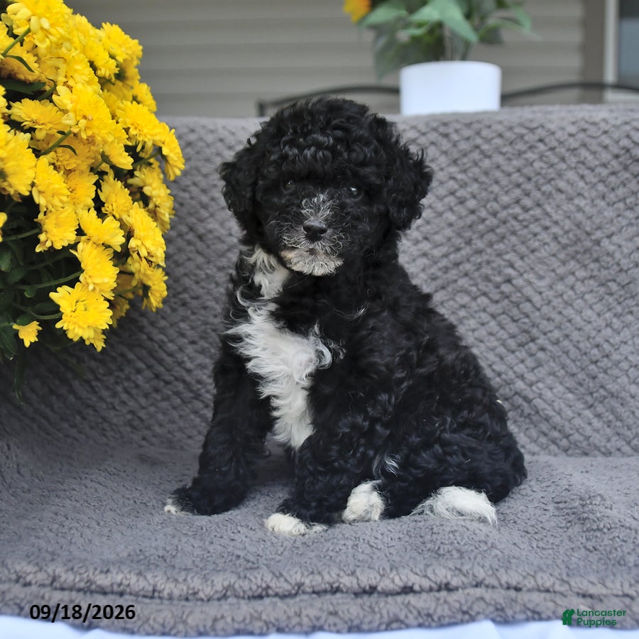 Mini Aussiedoodle dogs Lilly - Ad 2