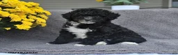 Mini Aussiedoodle dogs for sale: Lilly - Ad 2