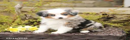 Miniature Australian Shepherd dogs for sale: Steel - Ad 1