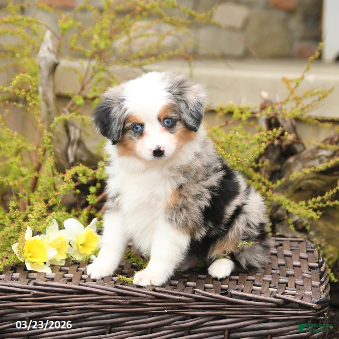 Miniature Australian Shepherd dogs for sale: Steel - Ad 1