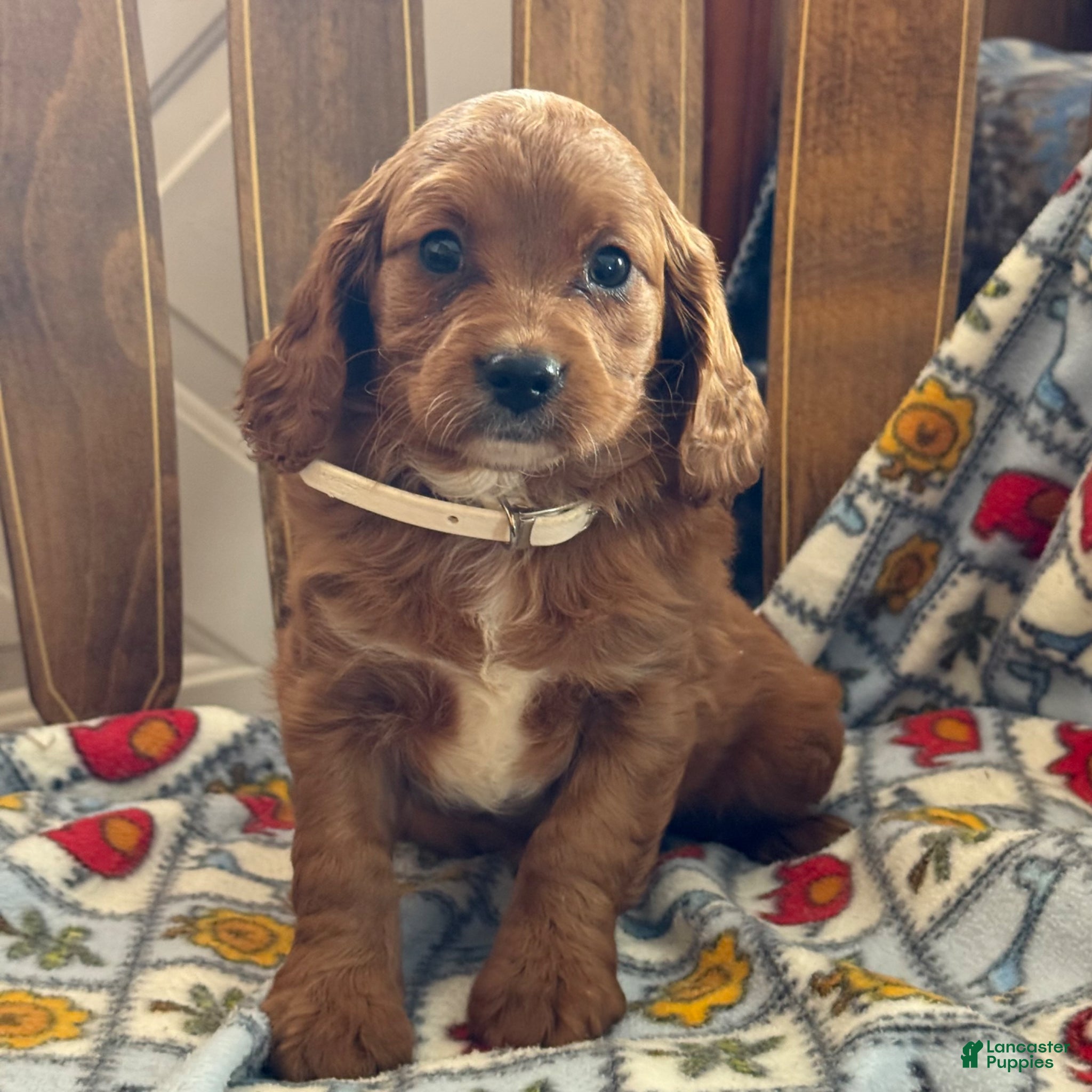 Cavapoo dogs Marge - Ad 2