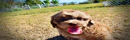 Havapoo dogs for sale: Porsha - Ad 19