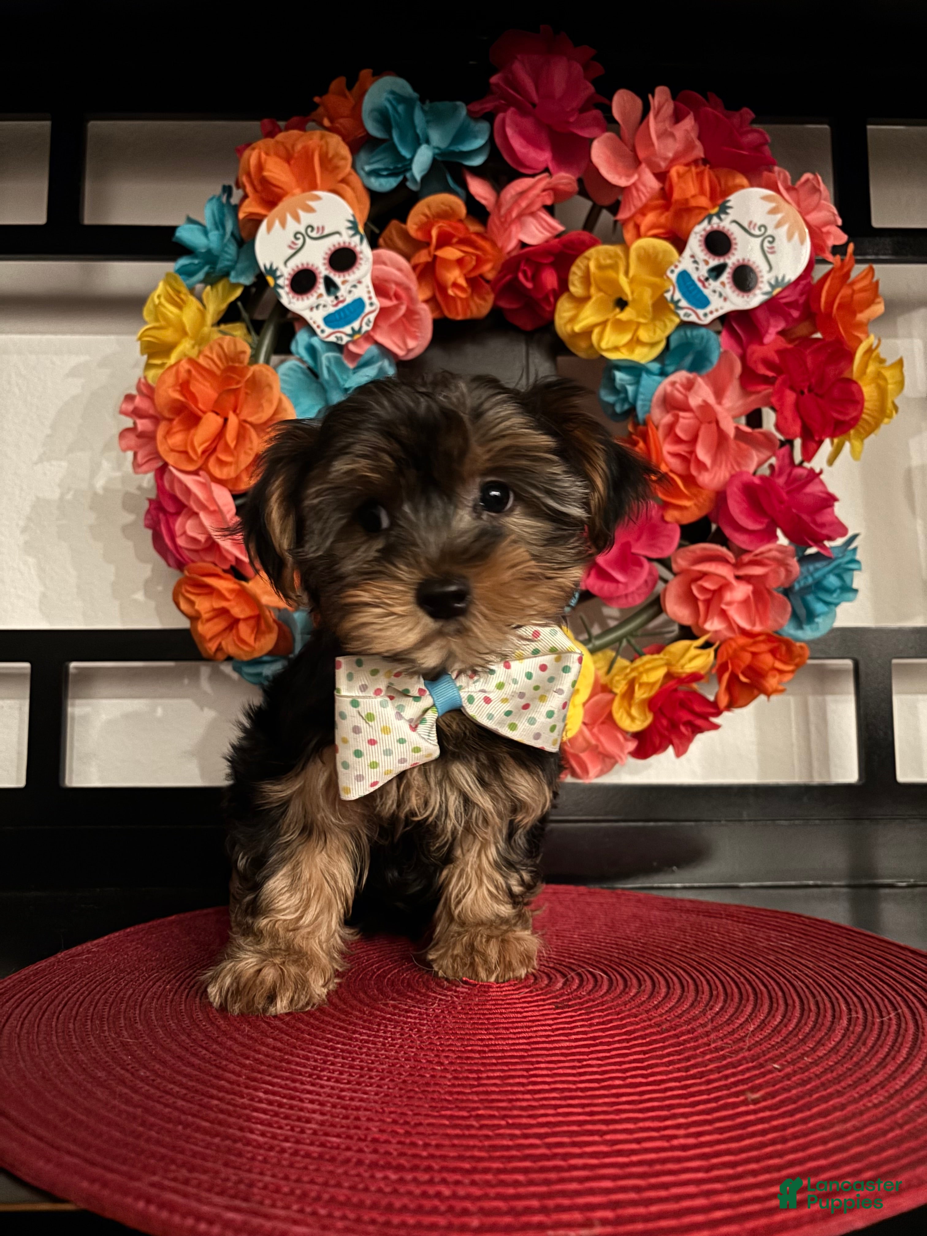 Morkie dogs YorkiePuppy 1 - Ad 41