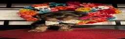 Morkie dogs for sale: YorkiePuppy 1 - Ad 1