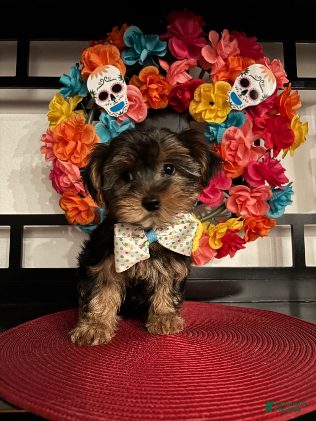 Morkie dogs for sale: YorkiePuppy 1 - Ad 1