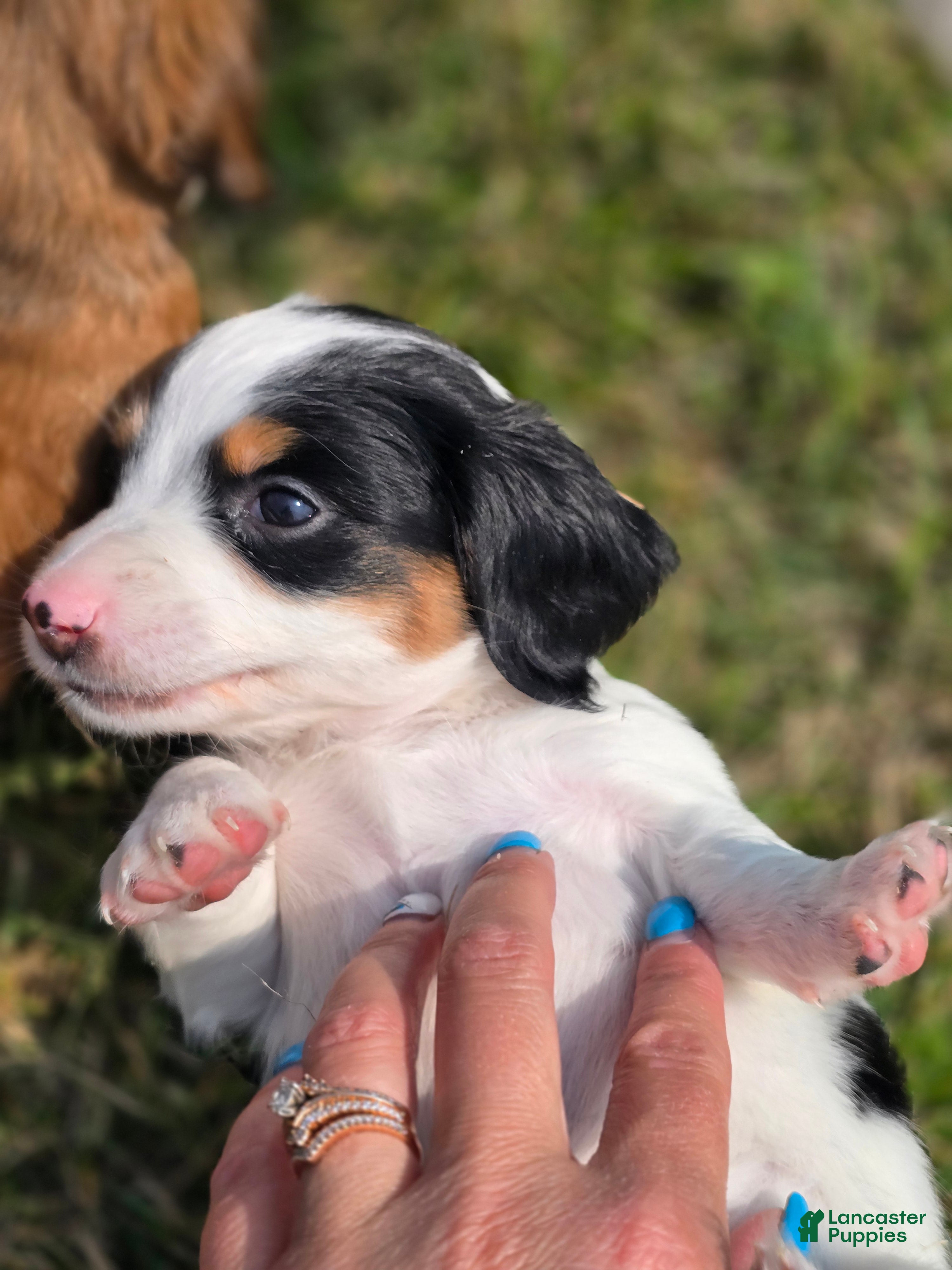 Miniature Dachshund dogs Piglet - Ad 2