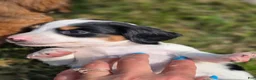 Miniature Dachshund dogs for sale: Piglet - Ad 2