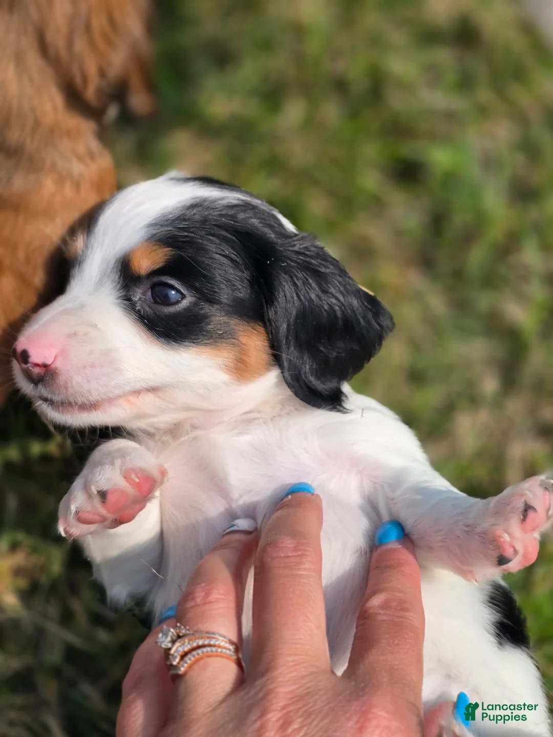 Miniature Dachshund dogs for sale: Piglet - Ad 2